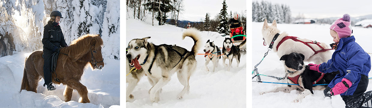 Winter - Horseback and dog sleigh adventures in Innlandet